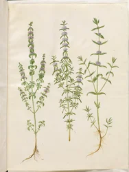 Mentha pulegium (máta polej); Mentha cervina (jelení máta); Mentha (druh máty)