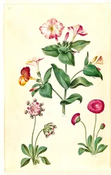 Mirabilis jalapa (zázračný květ); Bellis perennis (sedmikráska obecná)