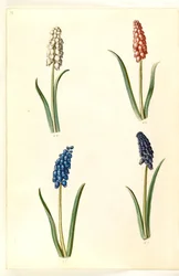 Muscari botryoides (hyacint perlový)