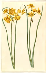 Narcissus jonquilla (siv-narcissus)