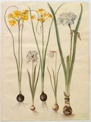 Narcissus jonquilla (siv-narcis); Narcissus tazetta (tazet); Narcissus pseudonarcissus moschatus (pižmo-narcis); poetický narcis (pinselilje)