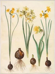Narcissus jonquilla (narcis); Narcissus tazetta aureus (zlatý tazet); Narcissus pseudonarcissus bicolor (narcis dvoubarevný)