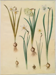 Narcissus ×mediluteus (toblomstret narcis); Narcissus pseudonarcissus; Narcis (narcis); Poetický narcis (pinselilje); Narcis × tenčí