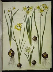 Poetický narcis (pinselilje); Narcissus triandrus (orchidej-narcis); Narcissus ×mediluteus (toblomstret narcis)