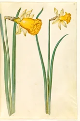 Narcissus pseudonarcissus (narcis)
