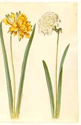Narcissus pseudonarcissus (narcis)