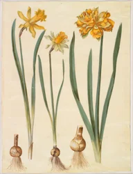 Narcissus pseudonarcissus major (narcis velký); Narcissus pseudonarcissus bicolor (narcis dvoubarevný); Narcis pseudonarciss