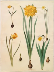 Narcissus pseudonarcissus minor; Narcissus pseudonarcissus (narcis); Narcis ×tenuior; Narcissus bulbocodium (krinolínový narcis); Narcissus pseudonarcissus bicolor (narcis dvoubarevný)