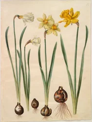 Narcissus pseudonarcissus moschatus (pižmo-narcis); Narcissus ×mediluteus (toblomstret narcis); Narcissus pseudonarcissus major (stor påskelilje)