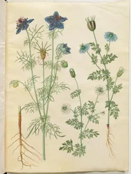 Nigella hispanica (ďábel v buši); Nigella sativa (černý kmín)