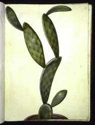 Opuntia monacantha