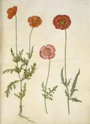 Papaver dubium (plotový mák); Papaver rhoeas (zrnný mák)
