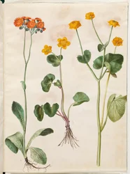 Pilosella aurantiaca (pomořanská vysoká bylina); Caltha palustris (ostřice anglická)