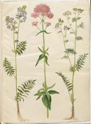 Polemonium caeruleum (obyčejný žebřík Jákobův); Centranthus ruber (valeriánský výtrusný)