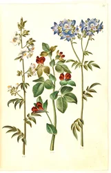 Polemonium caeruleum (obyčejný žebřík Jákobův); Lotus tetragonolobus (chřestový hrášek)