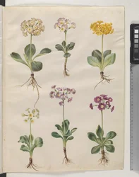 Primula ×pubescens Wulfen (mít-auricula)