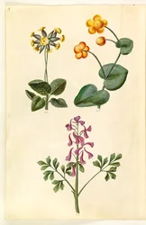 Primula veris (petrklíč s dutým krkem); Caltha palustris (ostřice luční); Corydalis cava (skřivan dutokořenný)