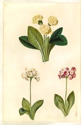 Primula vulgaris (květinek velkokvětý); Primula ×pubescens (zahradní boltec)