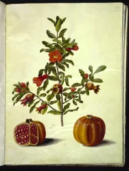 Punica granatum (granátové jablko)