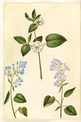 Rosa (?) (růže); Syringa vulgaris (šťovík obecný)