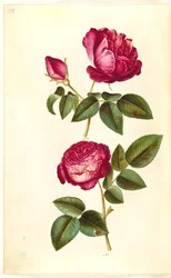 Rosa gallica (apoteker-růže); Rosa (?) (Růže)