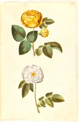 Rosa hemisphaerica (sírově žlutá růže); Rosa ×alba (bílá růže)