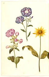 Saponaria officinalis (mydlice obecná); Convolvulus tricolor (dívčí sukně); Helianthus (?) (druh slunečnice)