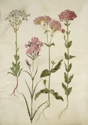 Saxifraga paniculata (lomikámen skalní); Silene viscaria (hřebíček obecný); Silene armmeria (lipovka sukatá);