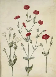 Silene coronaria (korunní ježovka)
