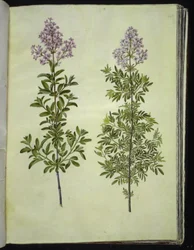 Syringa ×laciniata (šťovík laločnatý)