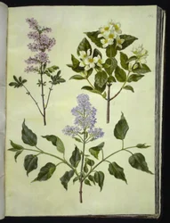 Syringa ×persica (šťovík perský); Philadelphus coronarius (voňavé potrubní dřevo); Syringa vulgaris (šťovík obecný)