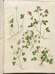 Trifolium repens (jetel plazivý); Trifolium pratense (jetel luční); Oxalis corniculata (šťavel růžkatý); Trifolium incarnatum (jetel inkarnát); Oxalis acetosella (šťavel kyselý)