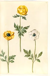 Trollius europaeus (slivoň luční); Ranunculus asiaticus (pryskyřník zahradní)
