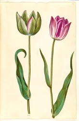 Tulipa gesneriana (tulipán)