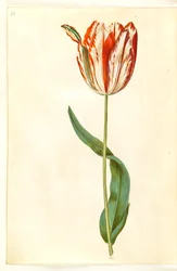Tulipa gesneriana (tulipán)