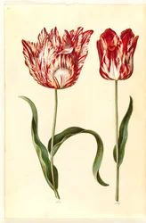 Tulipa gesneriana (tulipán)