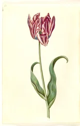 Tulipa gesneriana (tulipán)