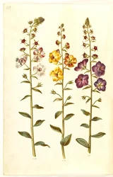 Verbascum blattaria (klase-kongelys); Fénické verbascum (fialová-congelys)