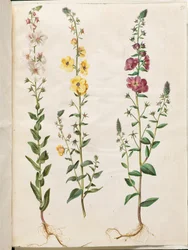 Verbascum blattaria (klase-kongelys); Fénické verbascum (fialová-congelys)