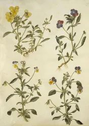 Viola cornuta (rohovofialová); Viola tricolor (maceška obecná)