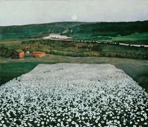 Květinová louka na severu