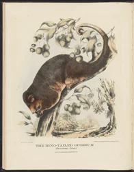 Mammals of Australia (Krefft) Nla.obj-33627803-8 Vačice s kroužkovaným ocasem
