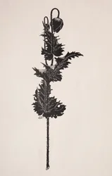 Květinová studie.