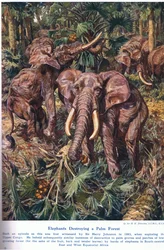 Sloni ničí palmový les, ilustrace z knihy "Wonders of Land and Sea", vydané nakladatelstvím Cassell, Londýn, 1914.