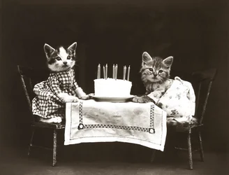 Série Kitties: 1914 (stříbrný tisk)