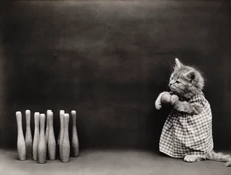 Série Kitties: 1914 (stříbrný tisk)