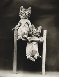 Série Kitties: 1914 (stříbrný tisk)