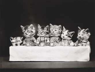 Série Kitties: 1914 (stříbrný tisk)