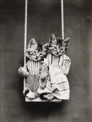 Série Kitties: 1914 (stříbrný tisk)