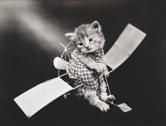Série Kitties: 1914 (stříbrný tisk)